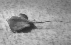 Stingray shot this weekend at Kahe Point - West side of O... by Glenn Poulain 